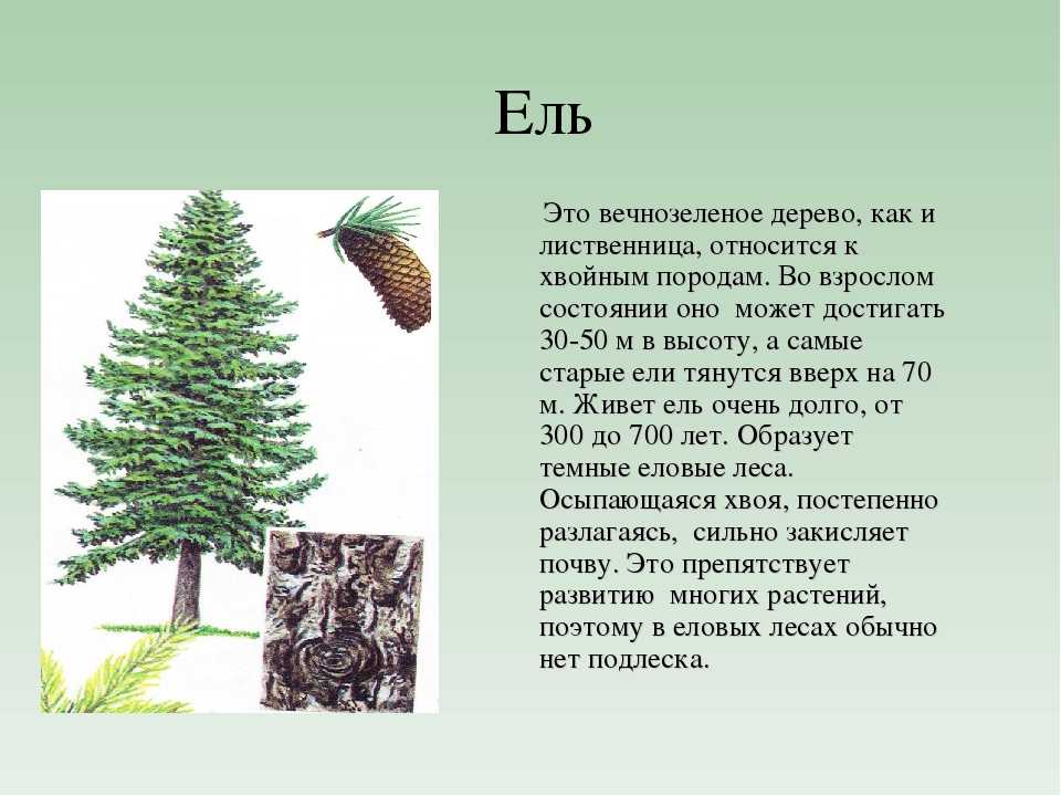 Сколько живет лиственница. Лиственница ель хвоинки. Относится ли Кипарис хвойному дереву. Ель описание дерева. Описание любого хвойного дерева.