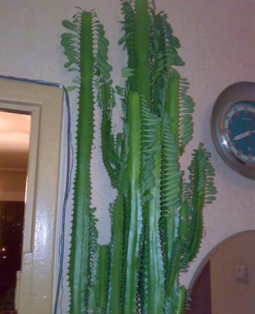 Высокий кактус домашний фото и названия