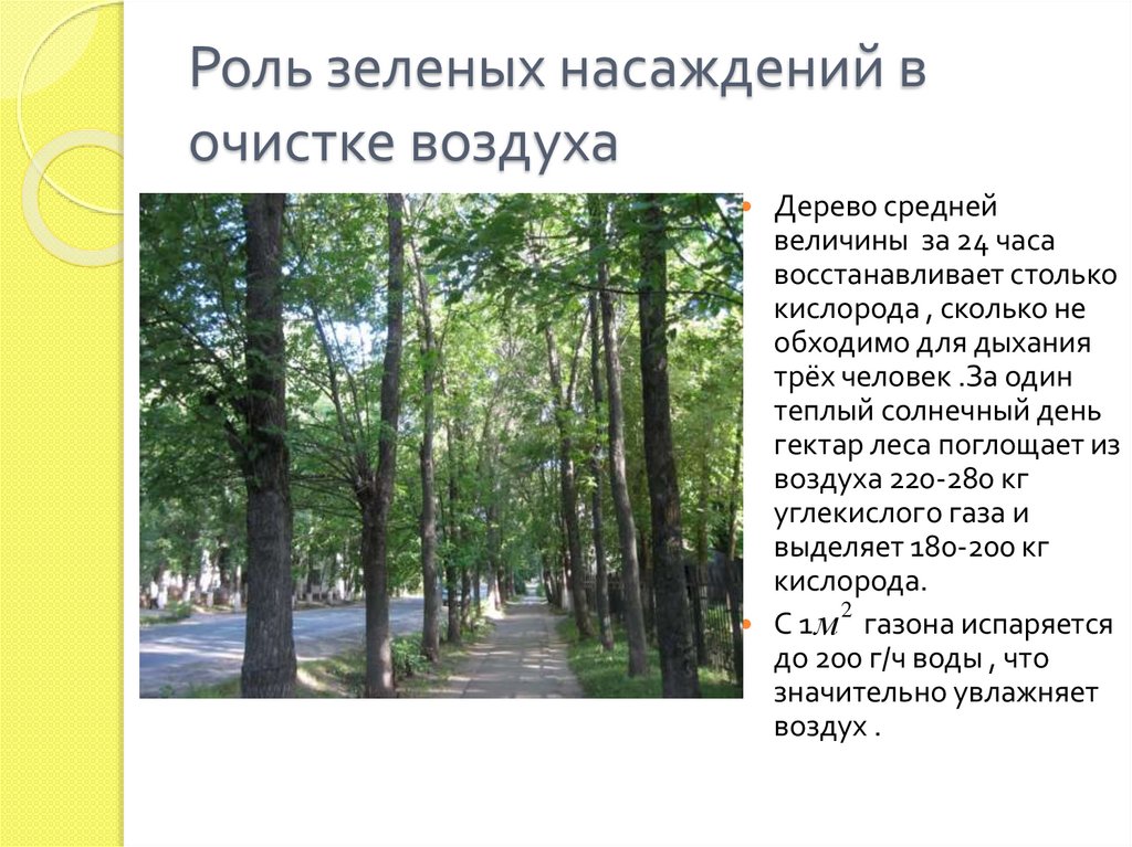 Очищение воздуха деревьями. Роль зеленых насаждений. Роль зеленых насаждений в городе. Деревья очищающие воздух в городе. Роль зеленых насаждений в очистке воздуха.