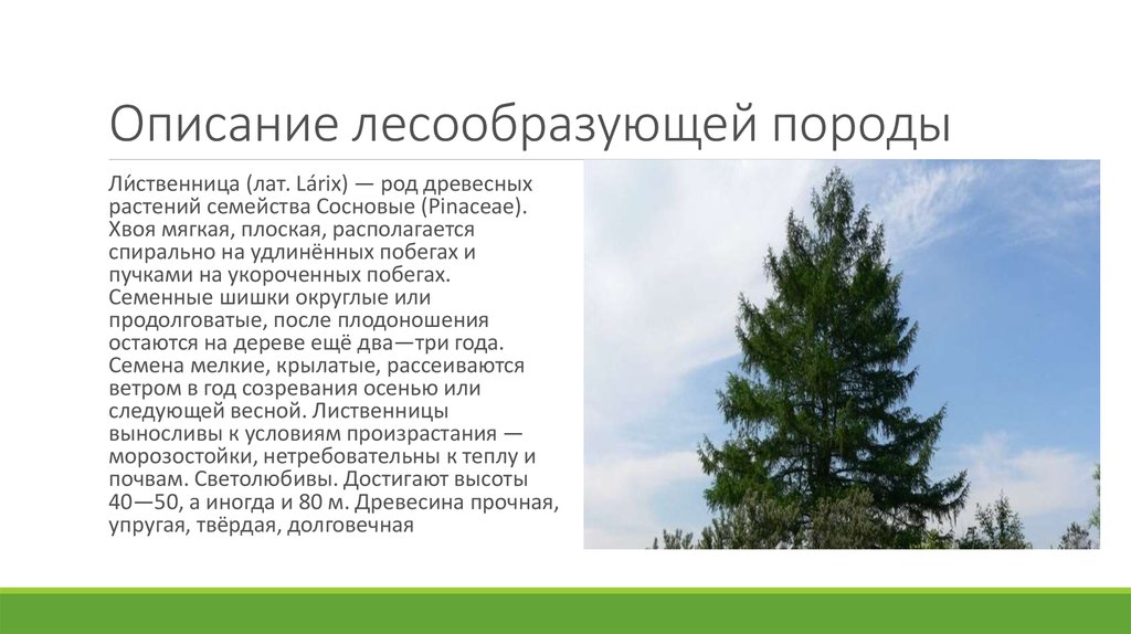 Основные лесообразующие породы. Лесообразующие породы деревьев. Основные лесообразующие древесные породы. Лесообразующие породы России.