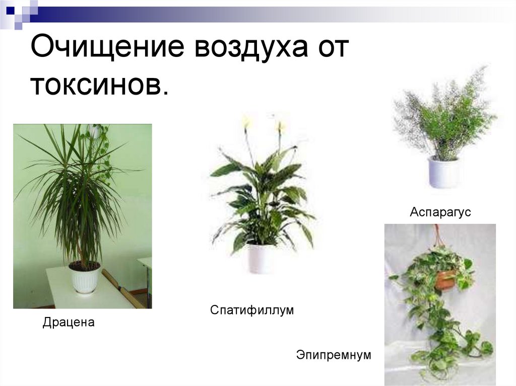 Очищение воздуха деревьями. Растения очищающие воздух. Домашние растения для очистки воздуха. Что очищает воздух. Спатифиллум очищает воздух.