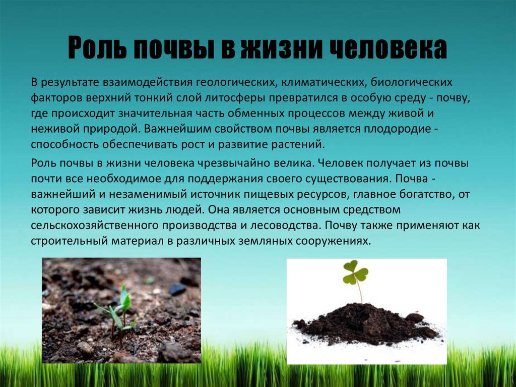 Влияния почв на растительность. Сообщение о почве. Роль почвы в жизни человека. Роль почвы в природе. Роль почвы в природе и жизни человека.