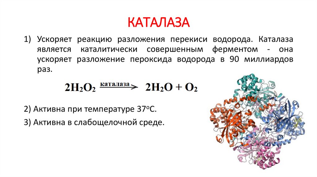 Каталитическая функция воды. Ферменты и их роль в организме человека 8 кл.. Роль ферментов в организме человека. Ферменты и их роль в организме человека 8 класс кратко. Ферменты и их роль в организме человека биология 8 класс.