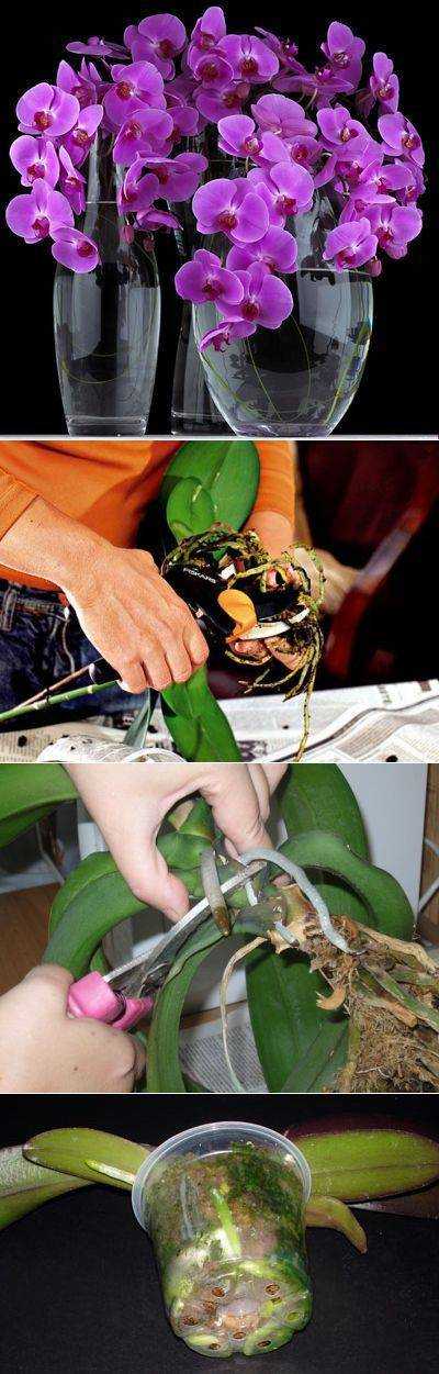 Пересадка орхидей в домашних условиях после цветения. Фаленопсис Юкка Орхидея. Орхидея фаленопсис отцвела. Омолаживание орхидеи фаленопсис.