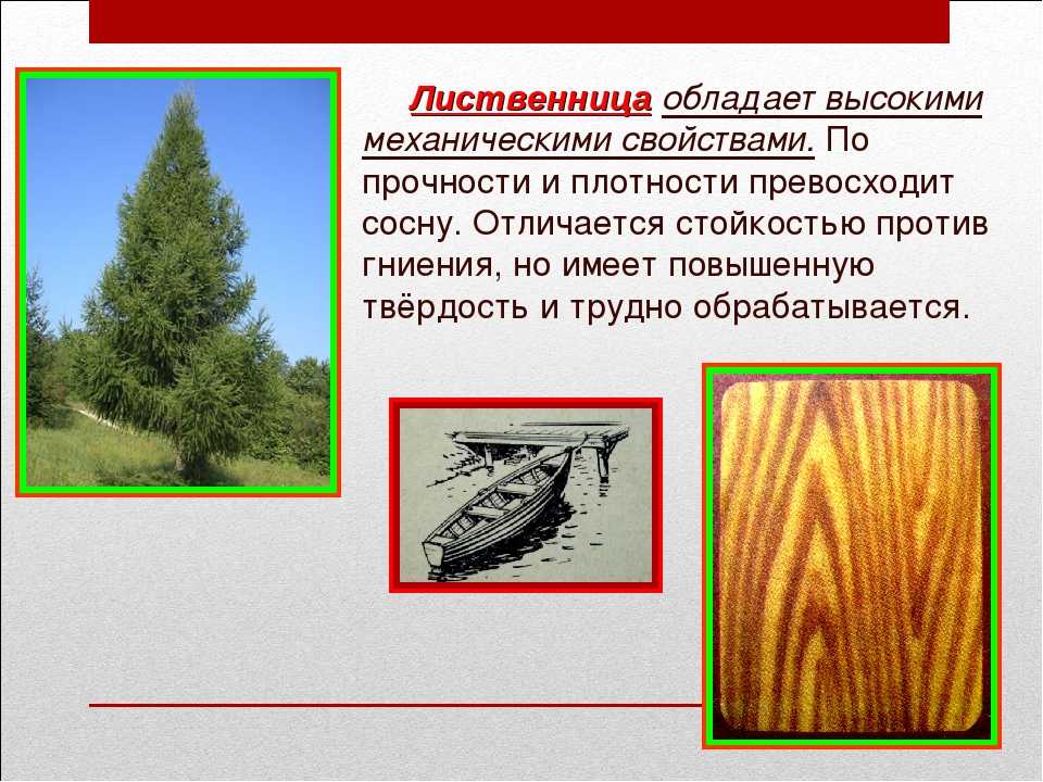 Значение дерева ели. Свойства лиственницы. Древесина лиственницы используется. • Лиственница - используется. Лиственница характеристика дерева.