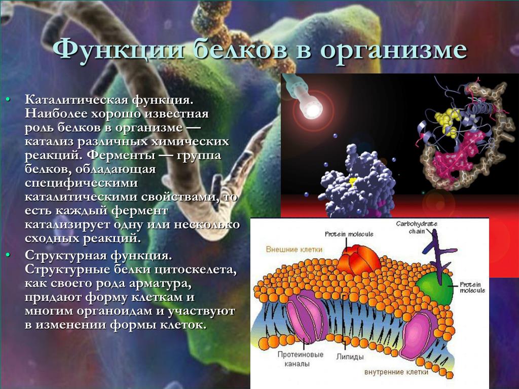 Какие процессы организмов вам известны. Белки функции в организме человека. Функции белков в организме человека. Функции белка в организме. Белки в живых организмах.