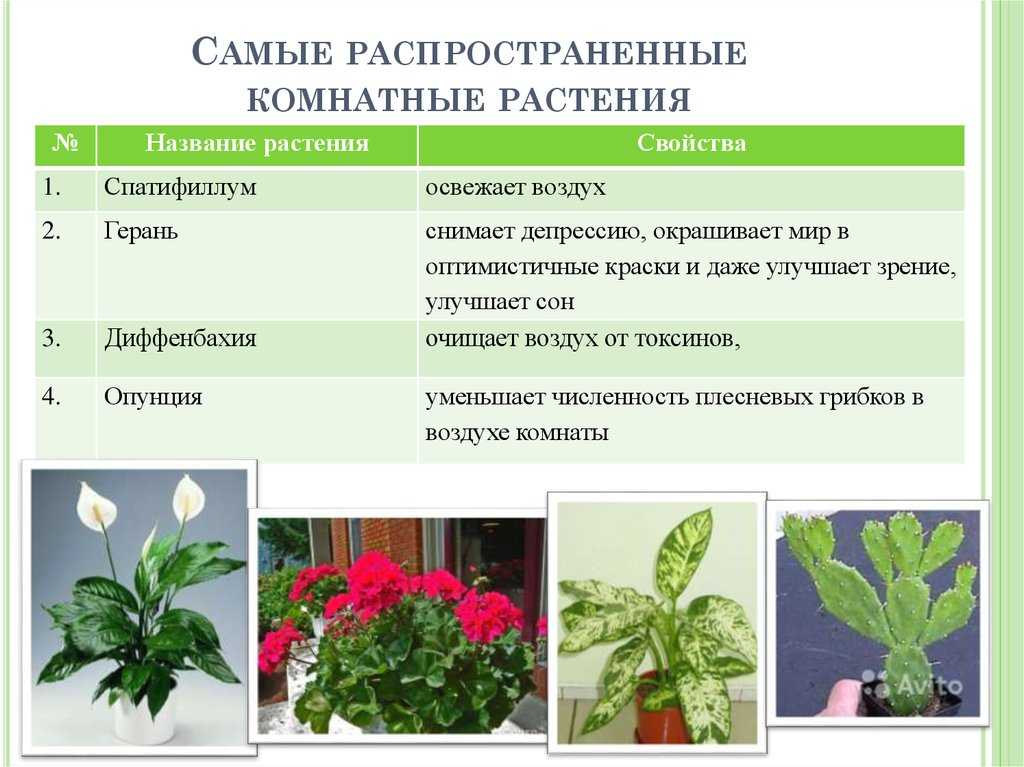 Самые распространенные комнатные растения фото и названия