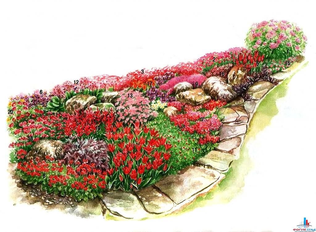 Рисунок посадки цветов на клумбе - 92 фото