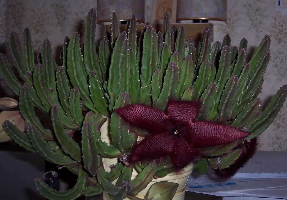 Виды домашних кактусов без колючек фото и названия