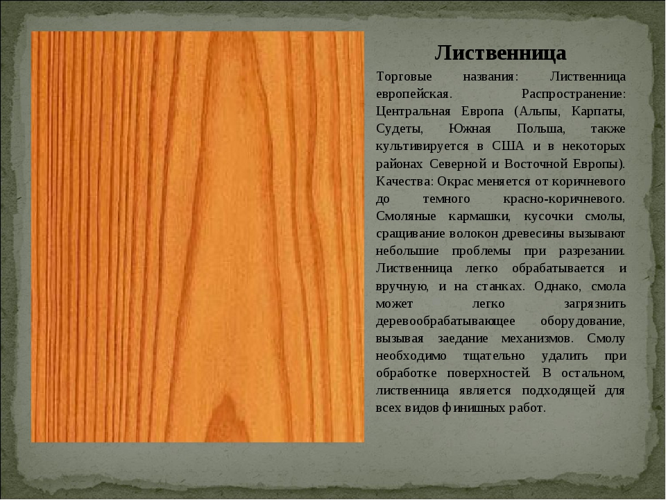 Лиственница характеристика. Олива твердость древесины. Качество древесины лиственницы. Каштан структура древесины. Порода древесины лиственница.