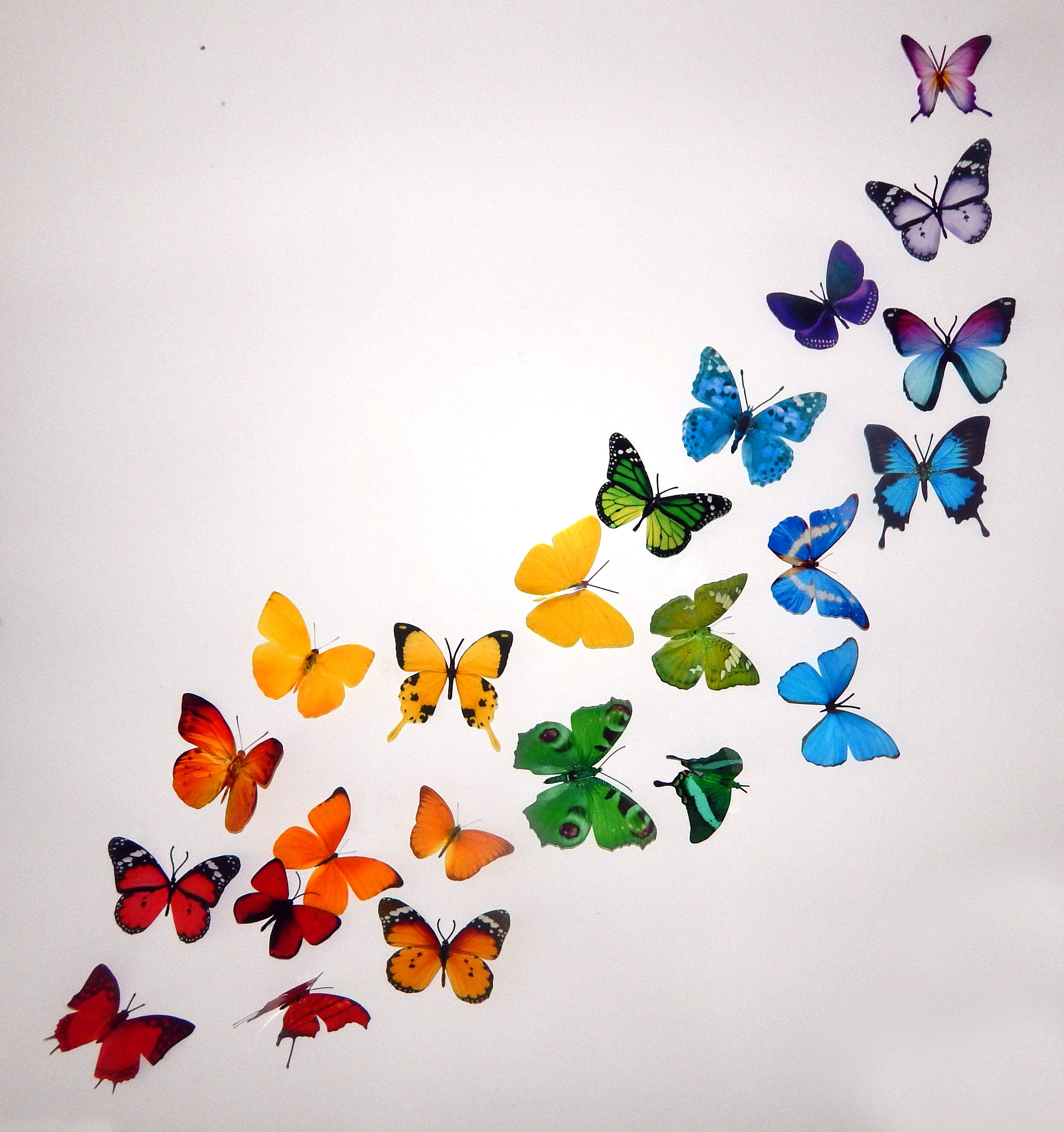 Бабочек легкая стая. Бабочки для декора. Разноцветные бабочки. Бабочки украшение на стену. Инсталляция из бабочек.