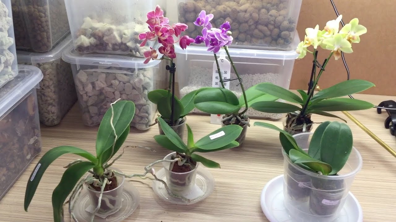 Орхидея уход после покупки