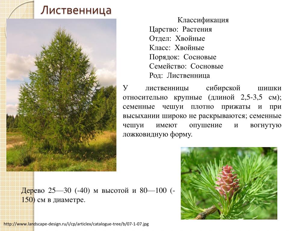 Хвойные растения свойства. Лиственница европейская голосеменное растение. Лиственница Сибирская габитус. Лиственница европейская род.