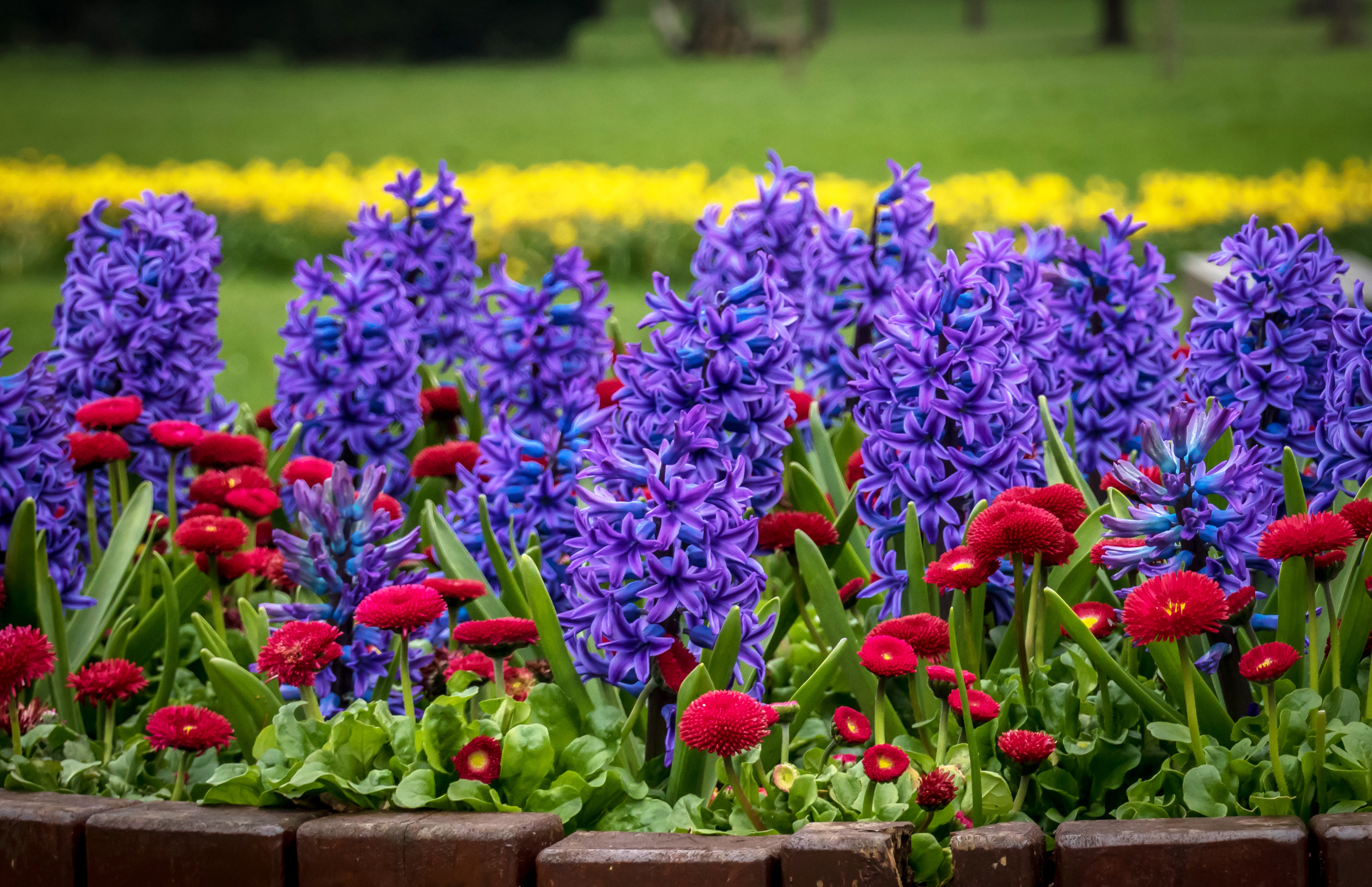 Фото весенних цветов в саду. Мускари Крокус тюльпан гиацинт. Мускари крокусы гиацинты. Гиацинт, мускари, Нарцисс. Весенняя клумба мускари гиацинт.